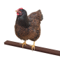 Preview: Huhn auf der Sitzstange