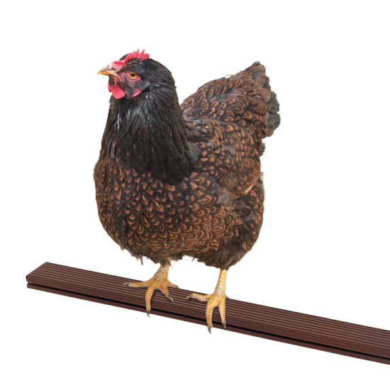 Huhn auf der Sitzstange