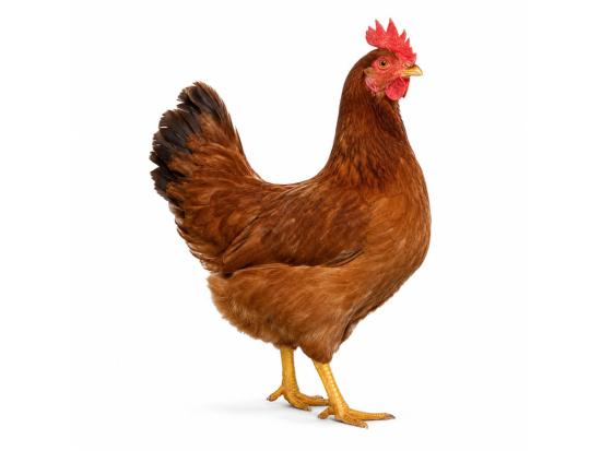 Dunkelbraunes Legehuhn kaufen