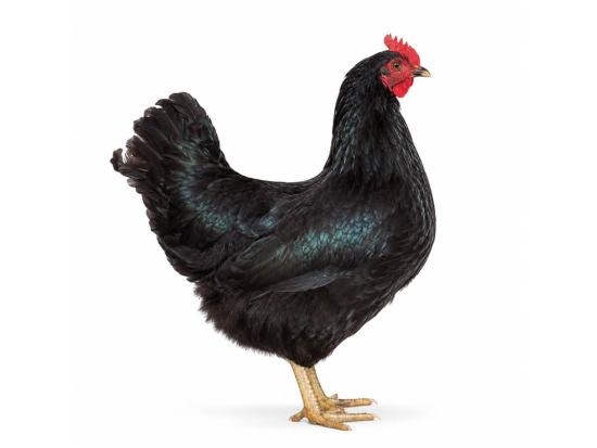 Schwarze Hühner kaufen
