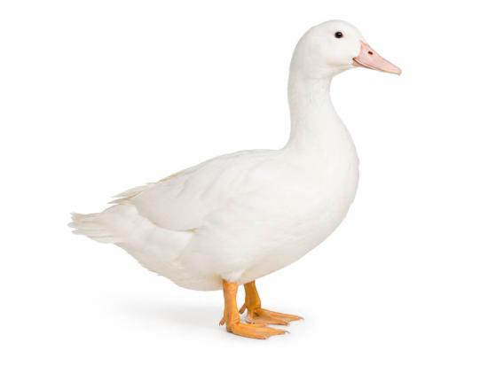 Mulardenten kaufen