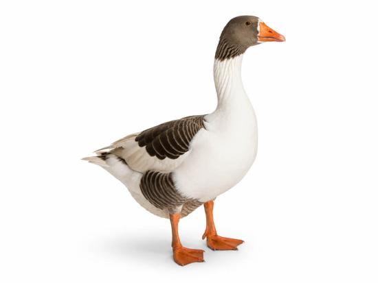 Pommern Gänse kaufen