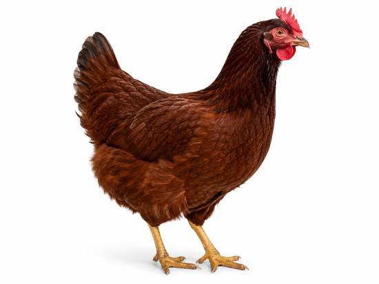 Rhodeländer Hühner