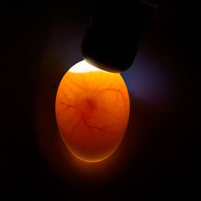 Schierlampe im Einsatz