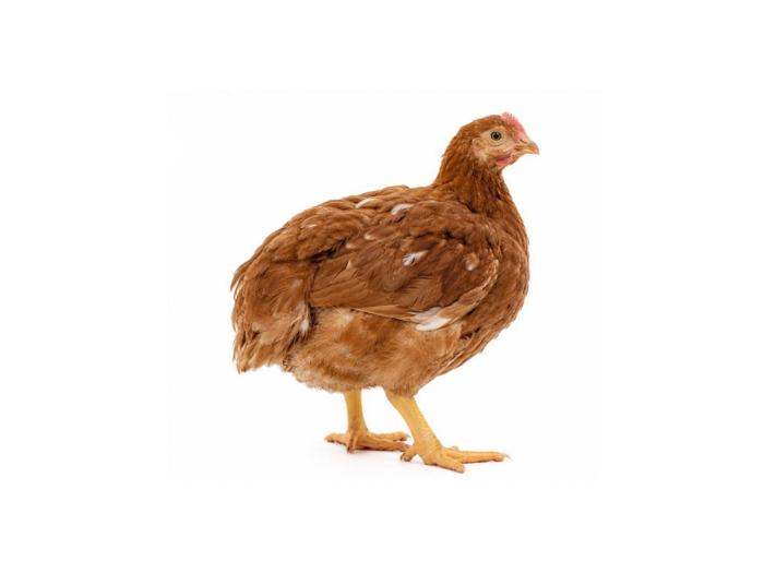 Braune Masthähnchen kaufen