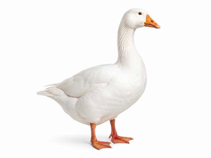 Weiße Gänse kaufen