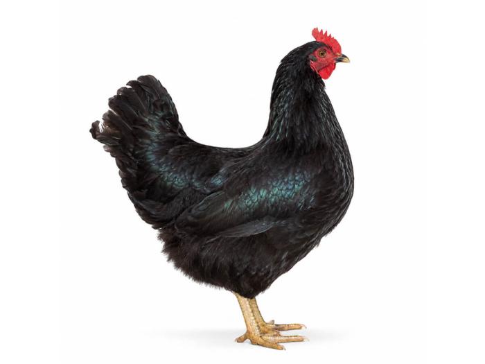 Schwarze Hühner kaufen