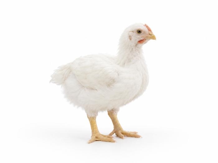 Weißes Masthähnchen für Selbstversorger