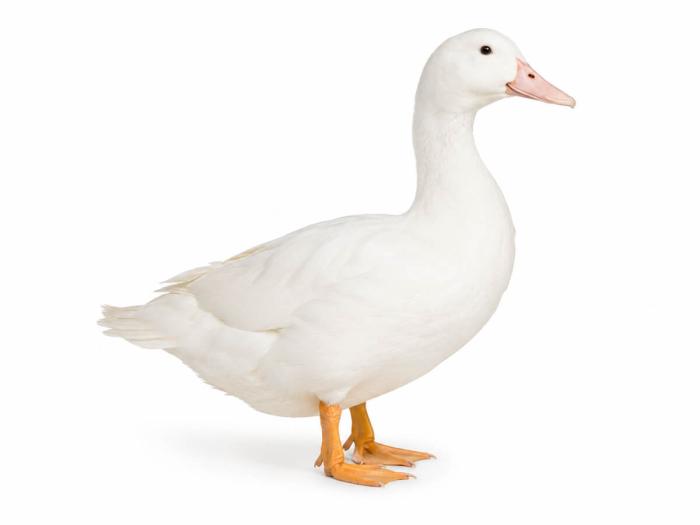 Mulardenten kaufen