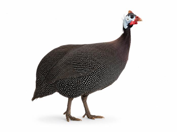 Perlhühner kaufen