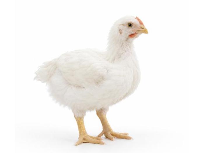 Weiße Masthähnchen kaufen