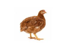 Masthähnchen braun – langsam wachsende Tiere