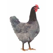 Grünleger Huhn - Legeleistung ca. 270 Eier/Jahr