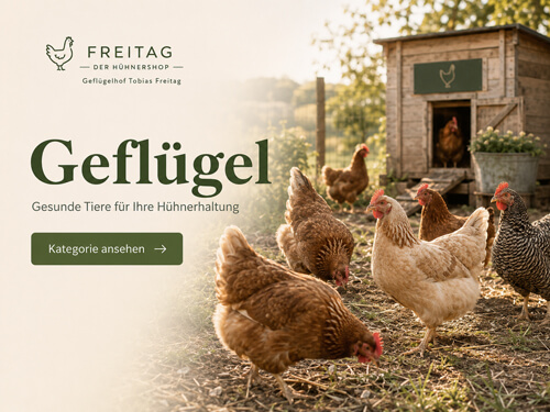 Geflügel und Legehühner vom Geflügelhof Tobias Freitag