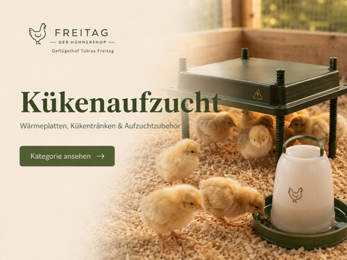 Kükenaufzucht mit Wärmeplatte, Kükentränke und Aufzuchtzubehör